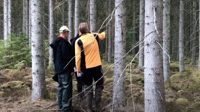 Henrik Holmberg visa angrepp av granbarkborre