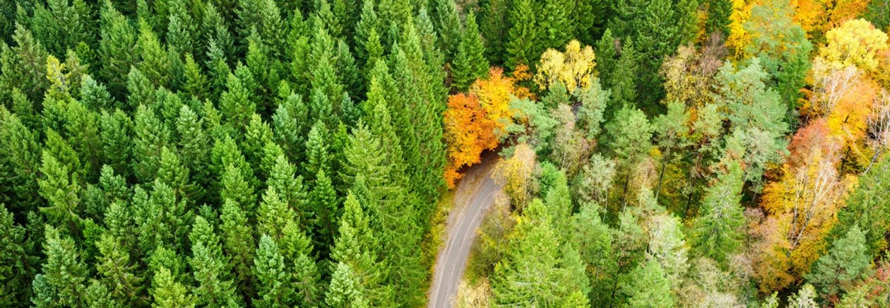 Skog på hösten