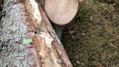 Granbarkborreskadad granstock som fortfarande kan sågas tack vare att den har ljus underbark större delen av omkretsen och endast lite blånad. 