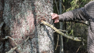 Johan Sjödin, skogsinspektor Södra. I skogen hos Karin Andersson, styrelsemedlem, Hultåkra