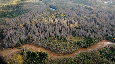 Vy över granbarkborreskadad skog Kråketorp