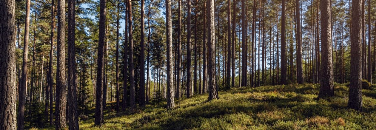 Tallskog med blåbärsris