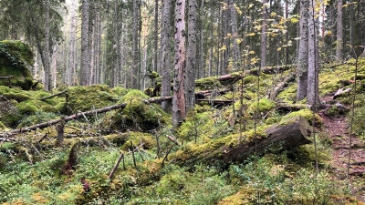 Hantering av död ved. Stående och liggande död ved är en viktig livsmiljö för många fåglar, insekter, mossor, svampar och lavar.