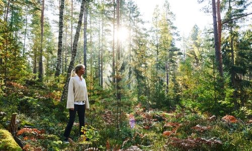 Blandskog i motljus