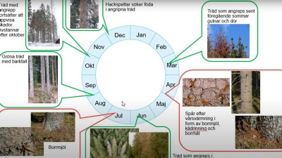Bild till kapitel 9 i utbildningen om granbarkborre