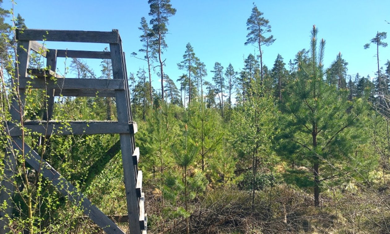 skog, jakt, jakttorn