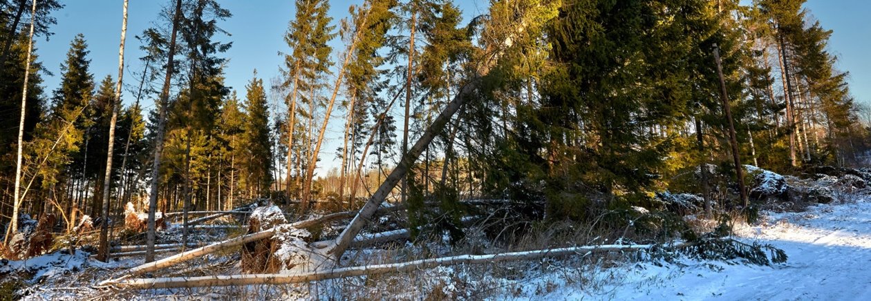 Stormskog utanför Rottne.