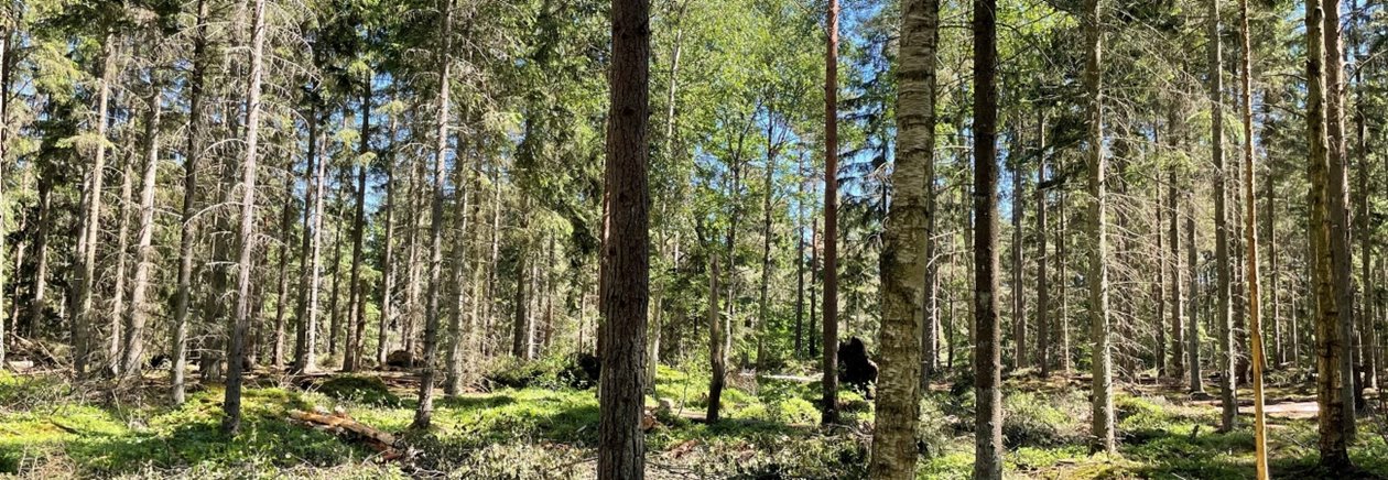 Högstubbe av björk. Utförd andra gallring av gran.