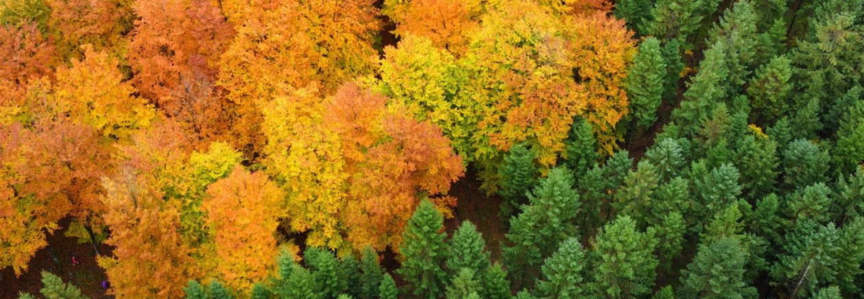 Skog på hösten