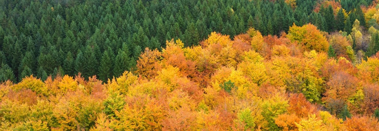 Skog på hösten