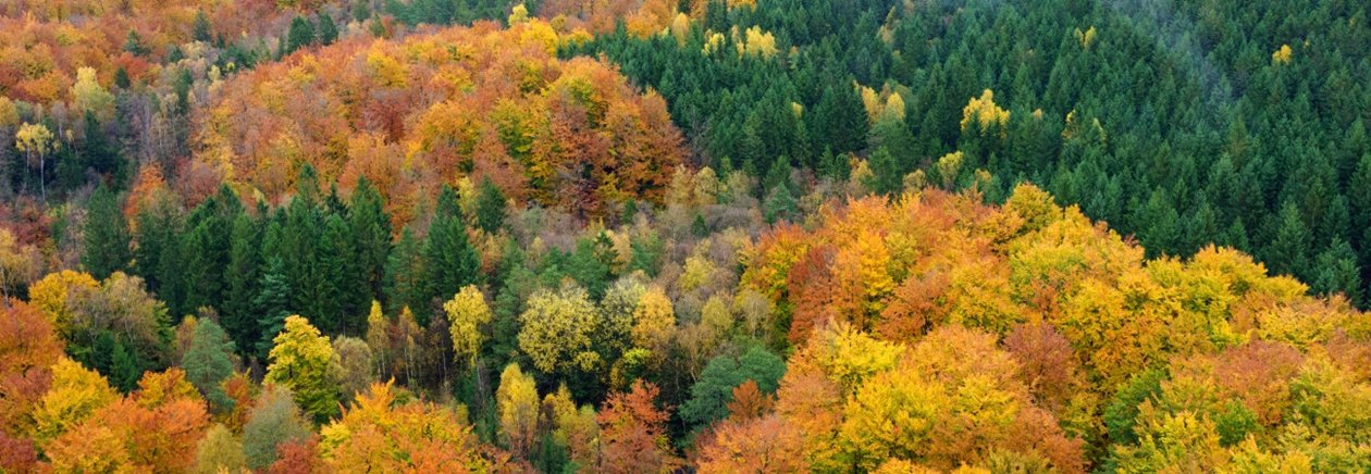 Skog på hösten