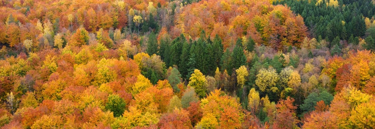 Skog på hösten