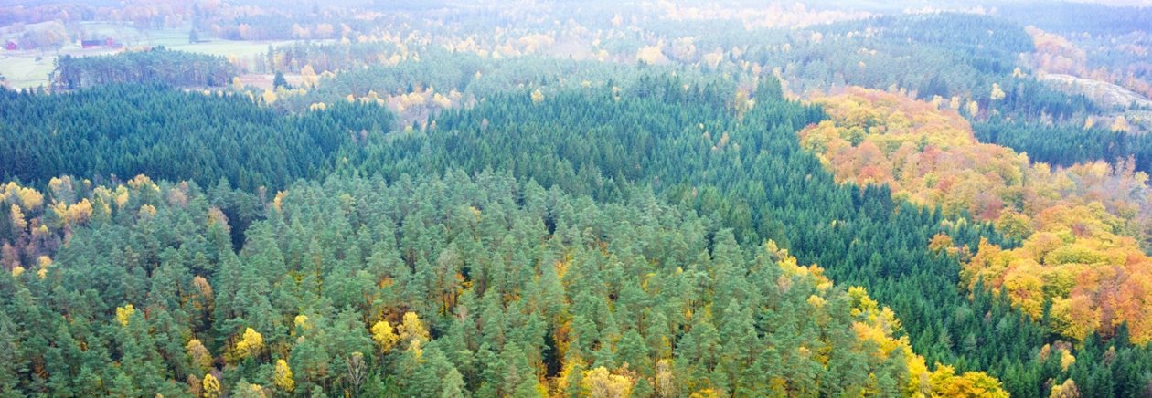 Skog på hösten