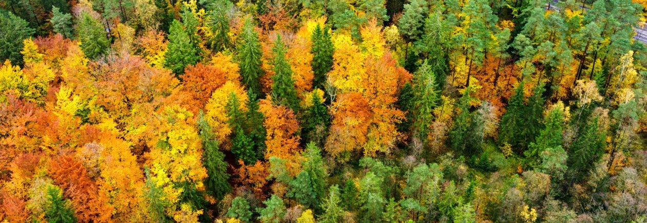 Skog på hösten