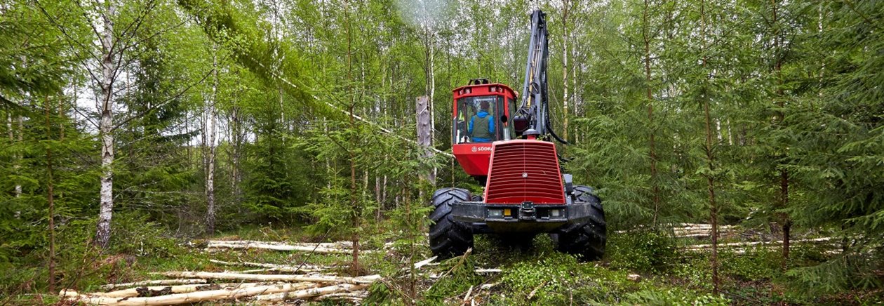 Serie140506- Björkgallring; flerträdshantering Flerträdshantering i skogen. Gallring 