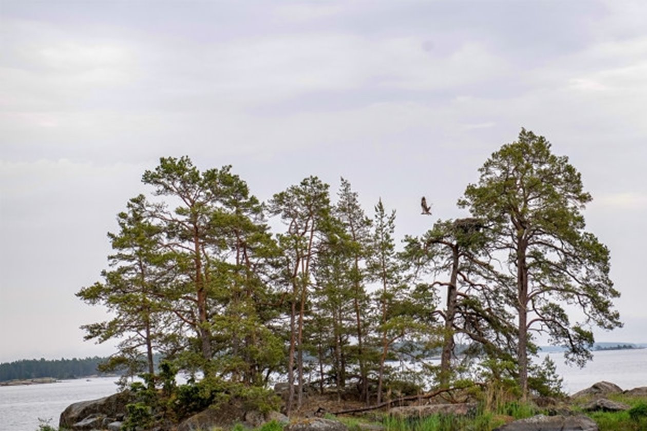 Reportage hos Södramedlemmarna Anna-Karin Swärd och Ulf Hultqvist på Våneviks gård juni 2022. Våneviks gård ligger där skogen,
klipporna och havet möts.