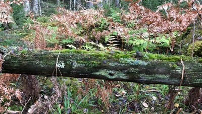 Död ved. Generell hänsyn. En låga som lämnats i skogen eller på hygget blir boplats och mat till många av skogens invånare, från det att den faller tills den har brutits ner till jord.