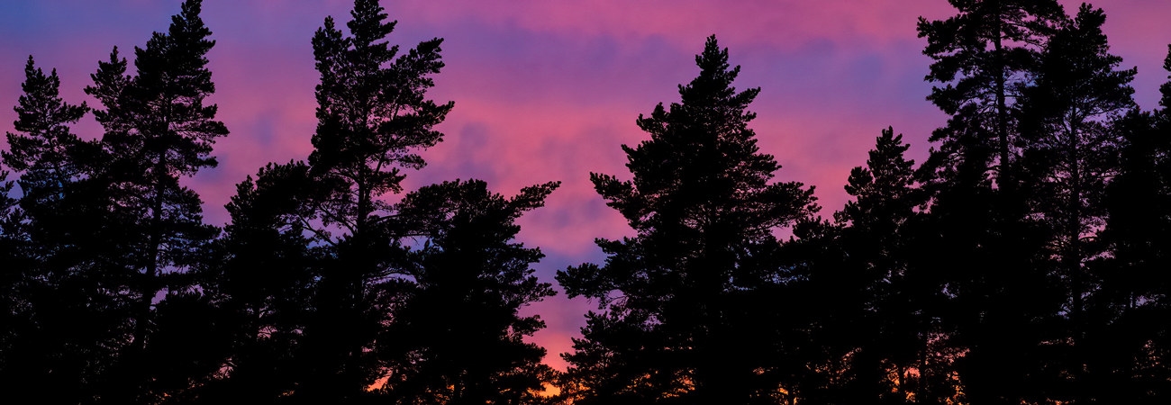 Upplev skogen på natten