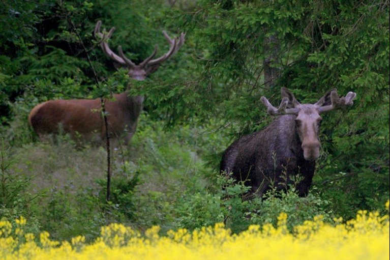 Kronhjort och älg