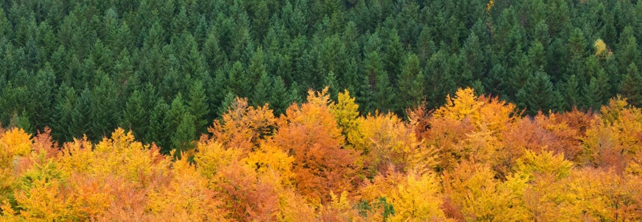 Skog på hösten