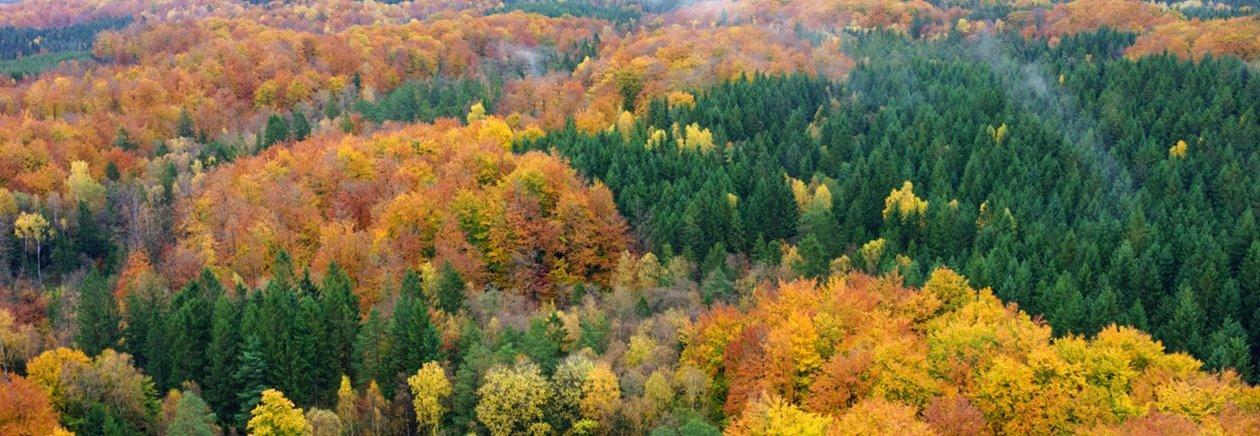 Skog på hösten