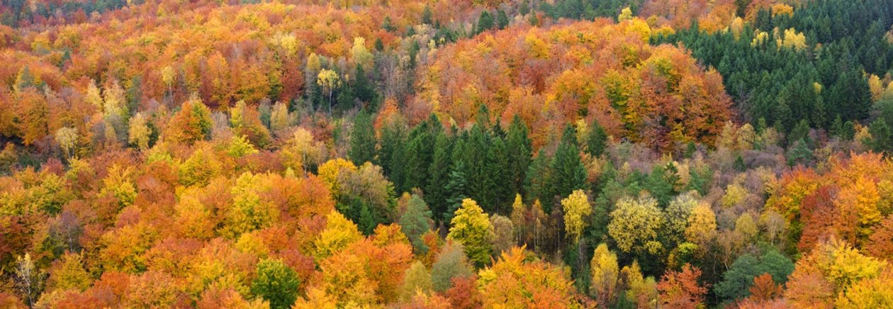 Skog på hösten