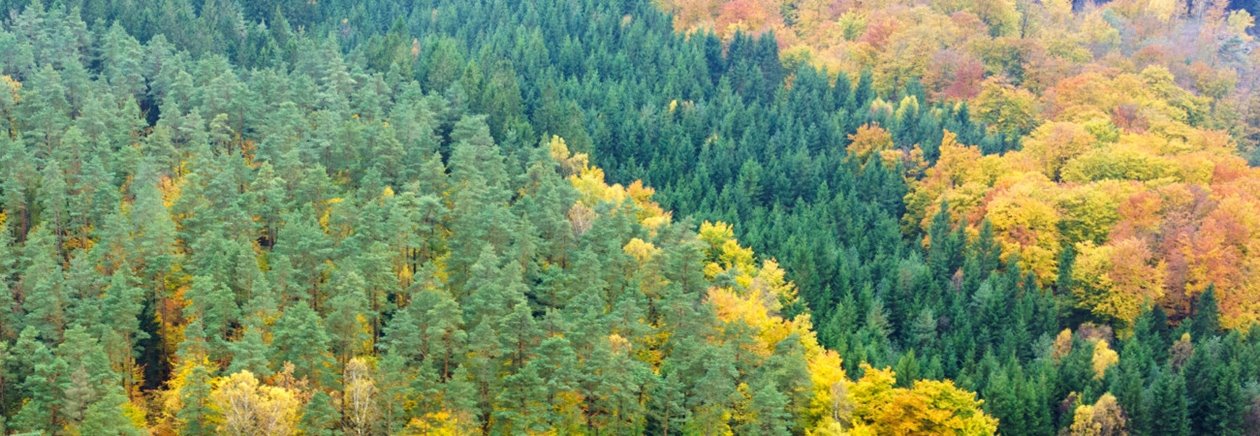 Skog på hösten