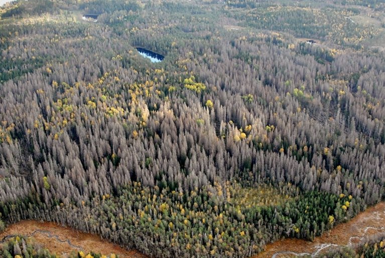 Vy över granbarkborreskadad skog Kråketorp