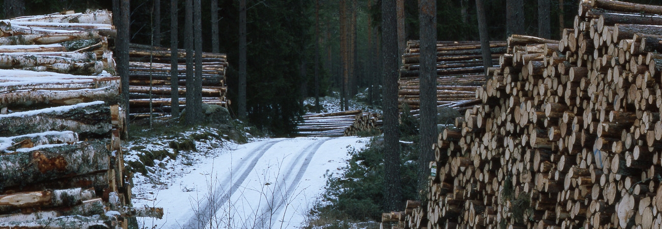 Massavedstravar. Småland februari 2000.