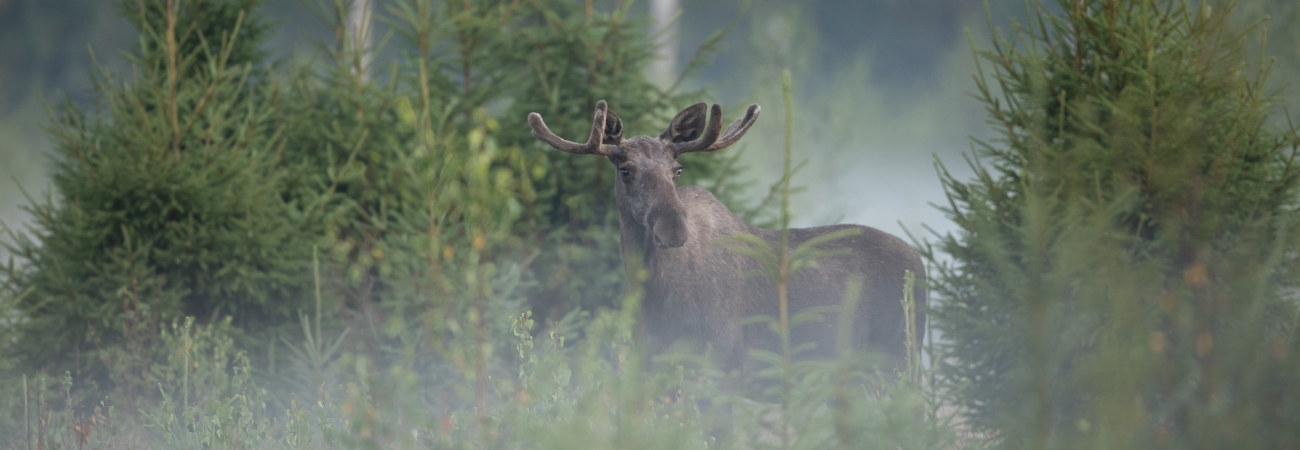 Älg Älgbilder fyra styck från samma serie. Älgbilder fyra styck från samma serie.