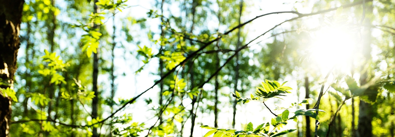 Skog med solsken