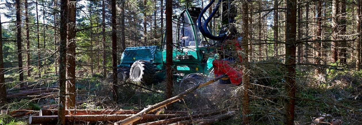 Gallring av löv i Öhr. För Södra.
Foto Mats Samuelsson. Gallring 