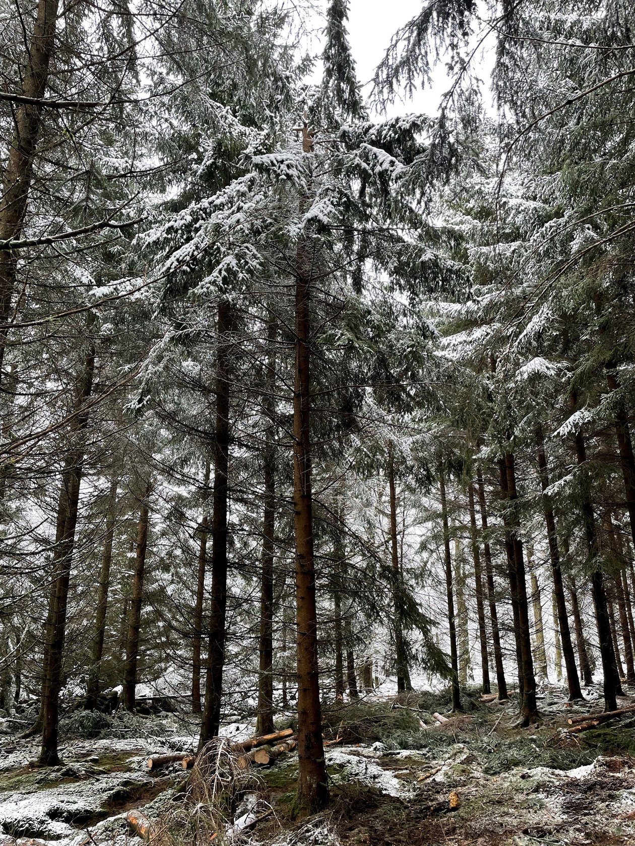 Snöbrott och toppbrott.