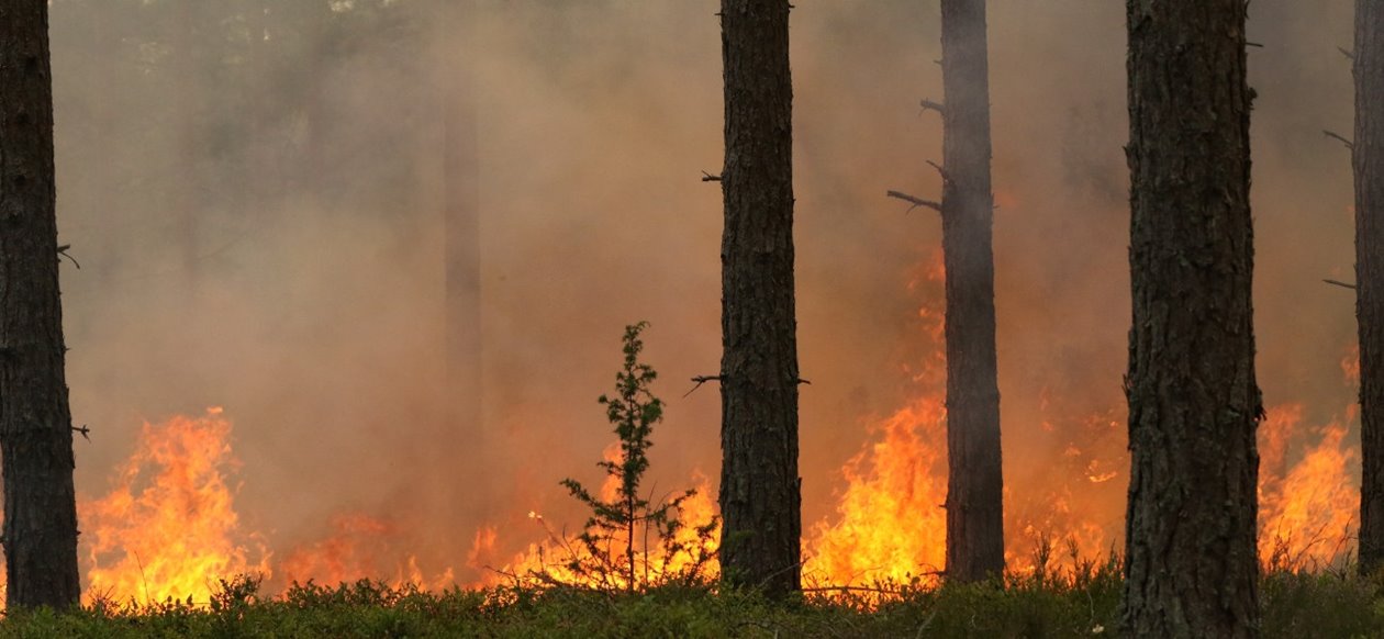 Naturvårdsbränning av skog i Klenemåla