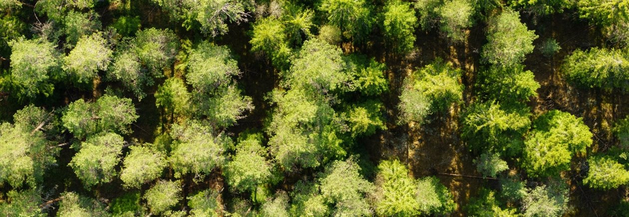 Forest from above