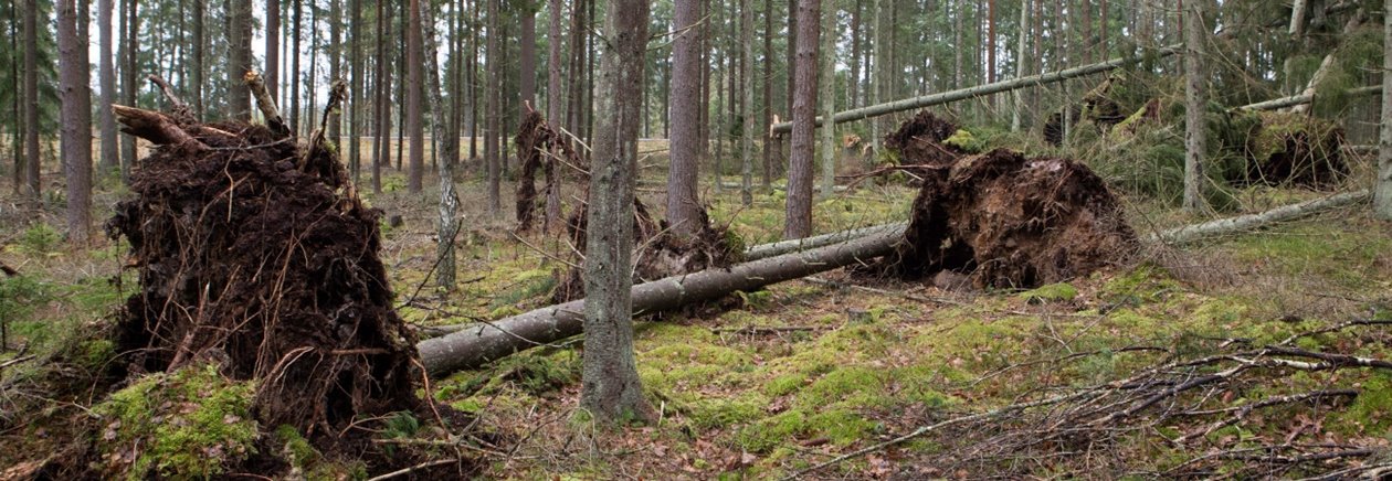 Vindfälle och knäckta träd efter stormen Gorm strax utanför Långasjö i Småland i november 2015. Stormen Gorm