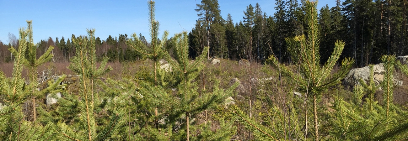 Obetad ungskog av tall 