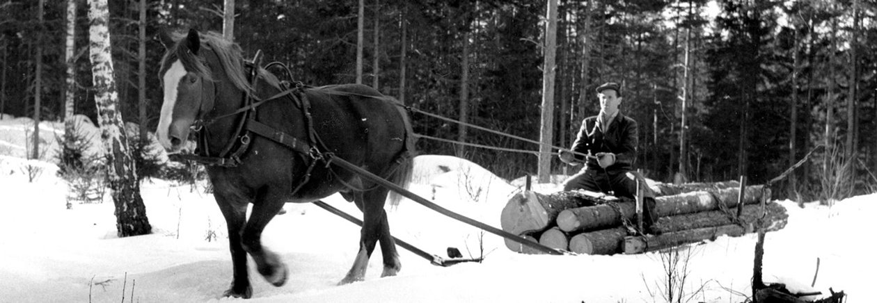 Häst i skogen