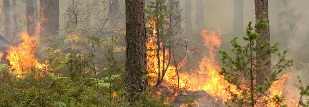 Naturvårdsbränning av skog i Klenemåla