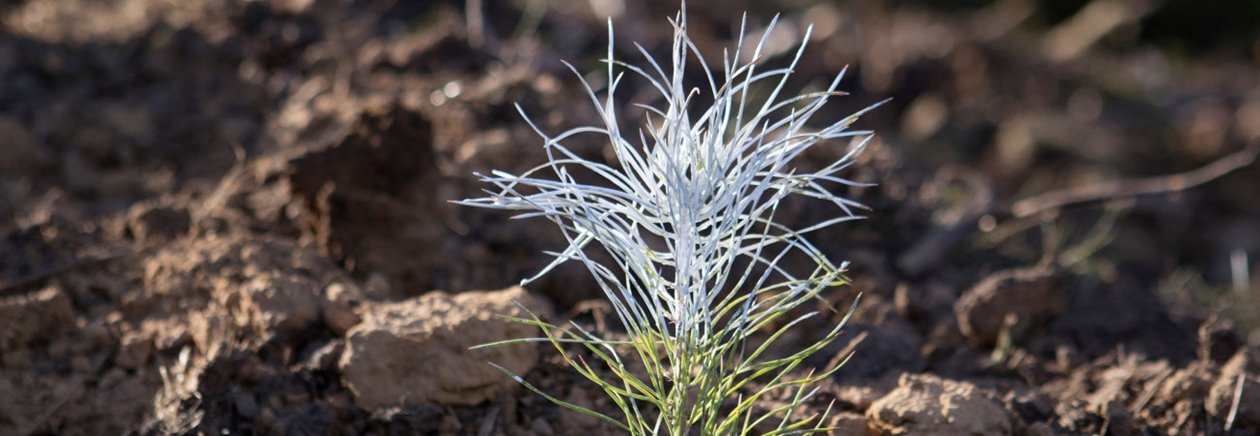 Plantering av Södras plantor viltbehandlad tall