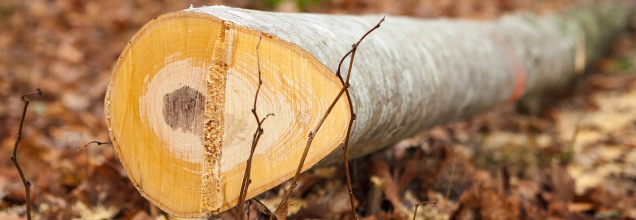 Avverkat lövtimmer av ek i skogen