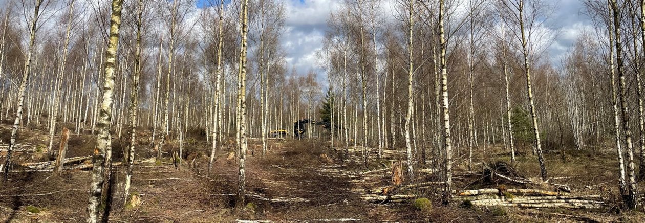 Utförd första gallring av björk 2