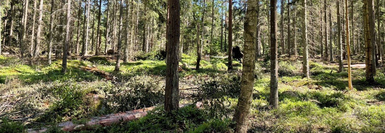 Högstubbe av björk. Utförd andra gallring av gran.