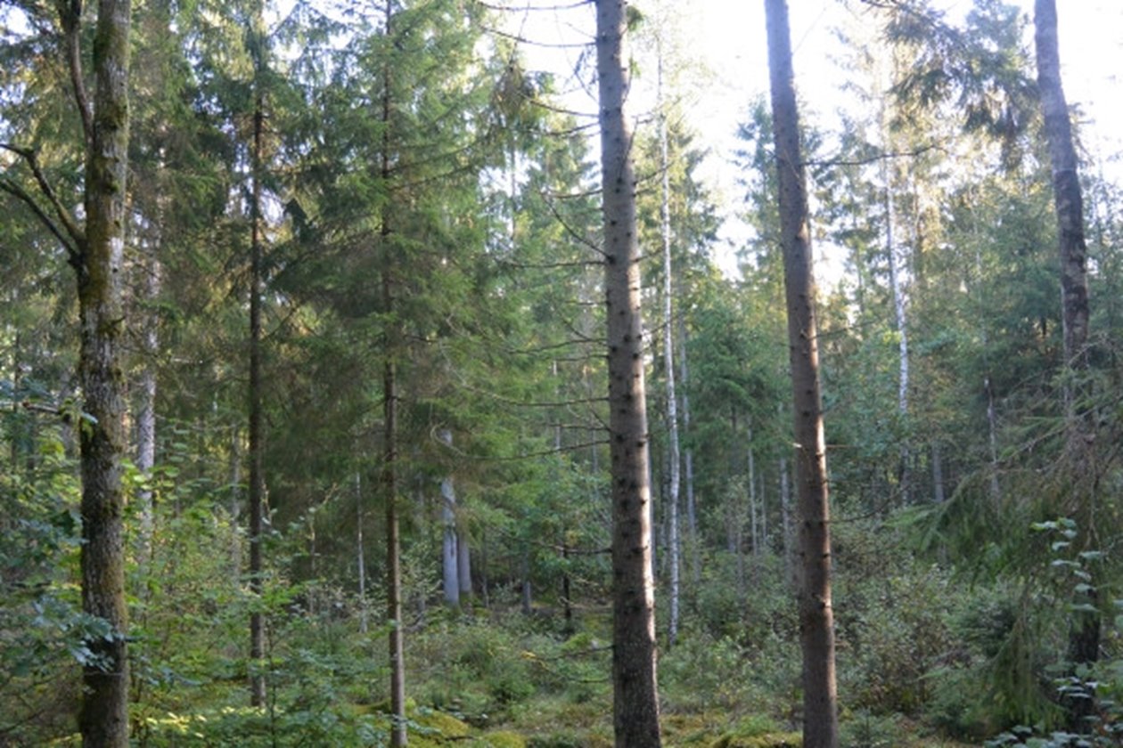 Hyggesfria skötselmetoder