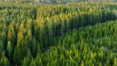 Virkesförrådet har successivt ökat under de senaste 80 åren. Trots att alltmer skog avverkas har vi idag mer skog än någonsin tidigare – tack vare återplantering.