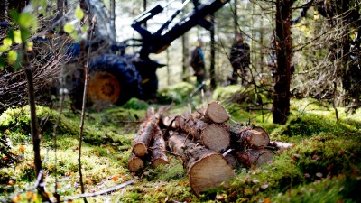 gallring i skogen