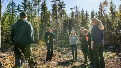 Människor på ett hygge, ung gran