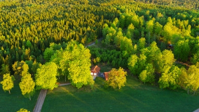 flygbild, skog, gran, löv, skogsgård, äng