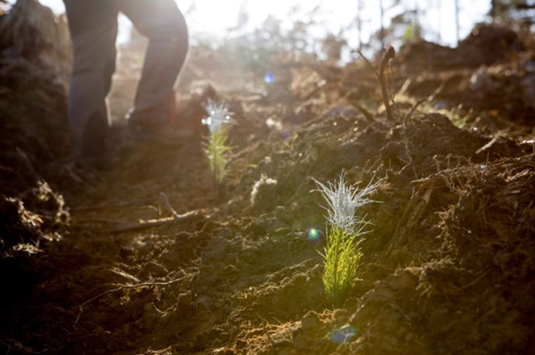 Plantering av Södras plantor viltbehandlad tall