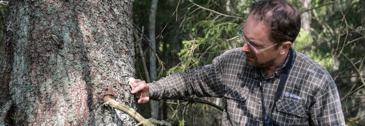 Johan Sjödin, skogsinspektor Södra. I skogen hos Karin Andersson, styrelsemedlem, Hultåkra